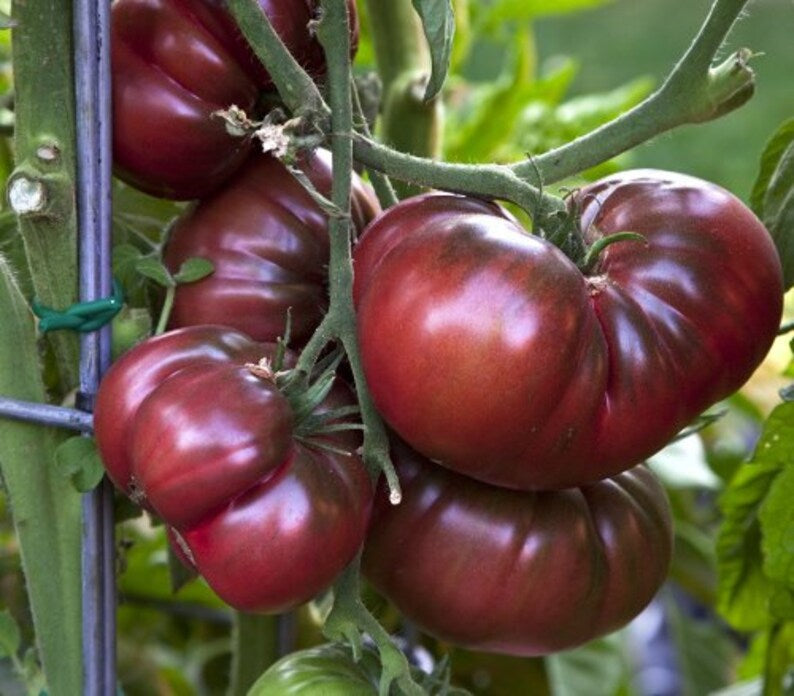 Black Krim Tomato