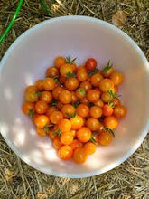 Load image into Gallery viewer, Honeycomb Hybrid Tomato
