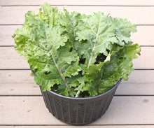 Load image into Gallery viewer, White Russian Kale

