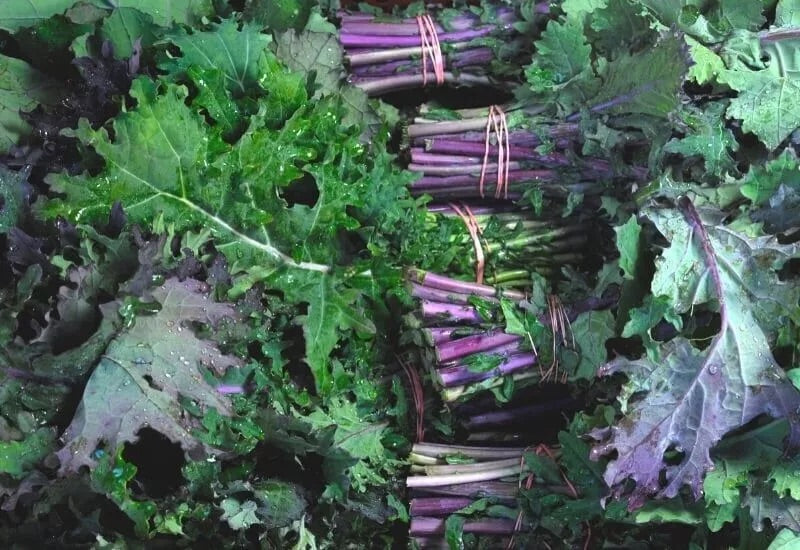Red Russian Kale