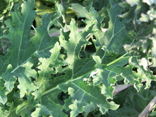 Load image into Gallery viewer, White Russian Kale
