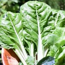 Load image into Gallery viewer, Swiss Lucullus Chard
