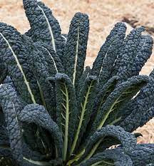 Italian Nero Kale
