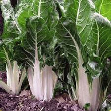 Load image into Gallery viewer, Swiss Lucullus Chard
