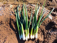 Load image into Gallery viewer, Tokyo Bunching Onions
