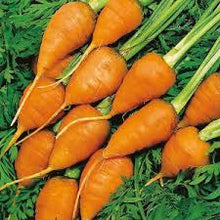 Load image into Gallery viewer, Royal Chantenay Carrot
