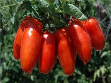 Load image into Gallery viewer, San Marzano Tomato
