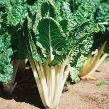 Load image into Gallery viewer, Swiss Lucullus Chard
