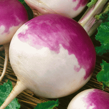 Load image into Gallery viewer, Purple Top White Globe Turnip
