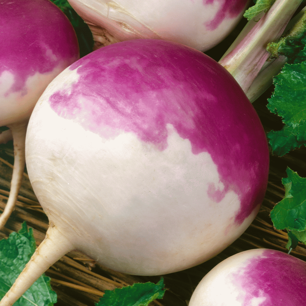 Purple Top White Globe Turnip