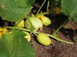 Lemon Cucumber