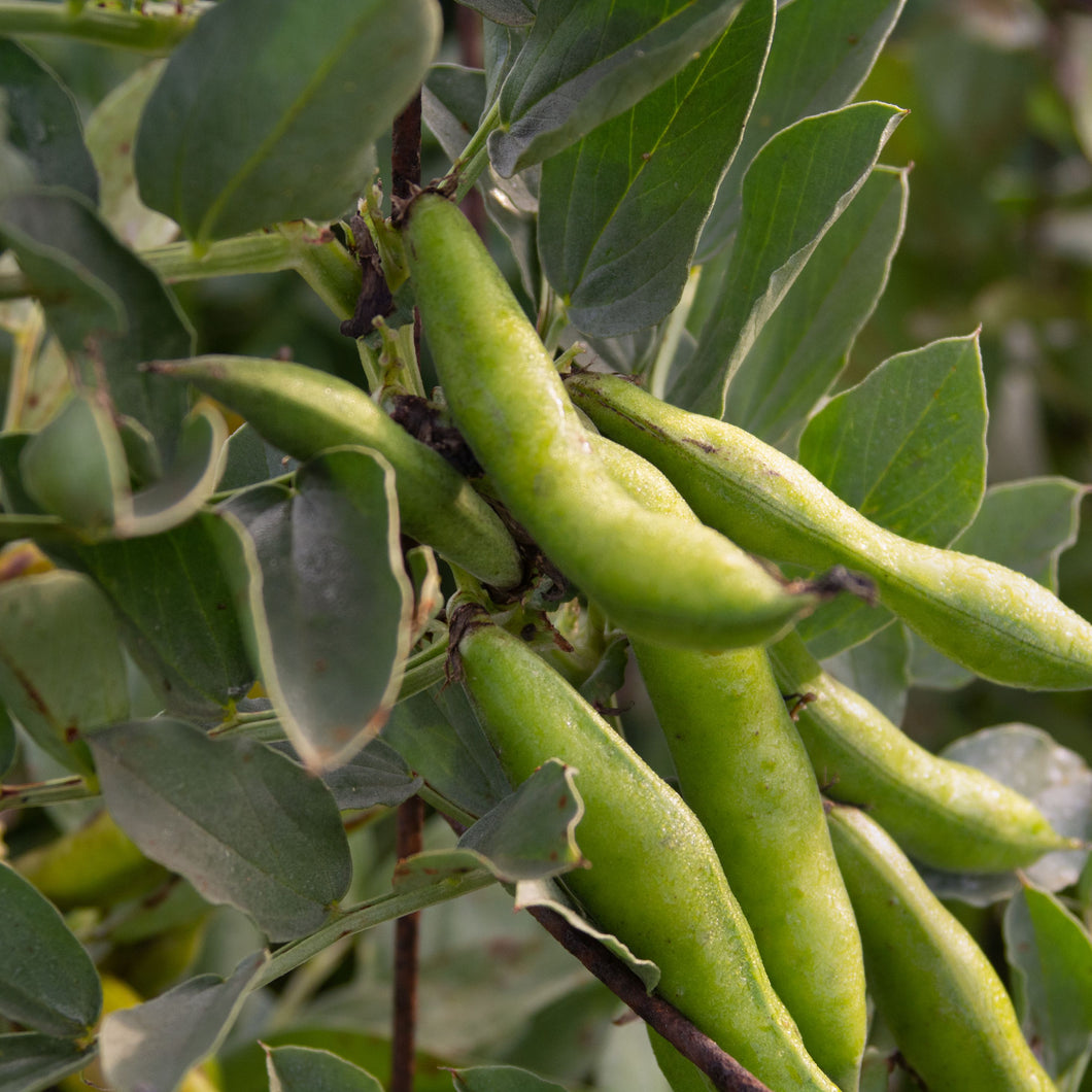 Fava Beans