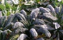 Load image into Gallery viewer, Italian Nero Kale
