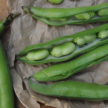 Load image into Gallery viewer, Fava Beans
