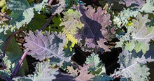 Load image into Gallery viewer, Red Russian Kale
