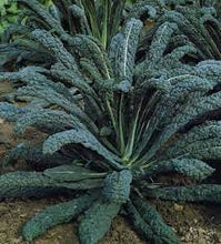 Load image into Gallery viewer, Italian Nero Kale
