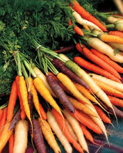 Load image into Gallery viewer, Rainbow Carrots
