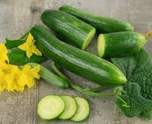 Load image into Gallery viewer, Tendergreen Burpless Cucumber
