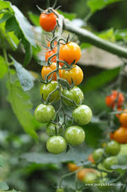 Honeycomb Hybrid Tomato