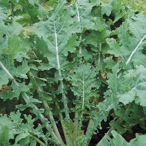 White Russian Kale