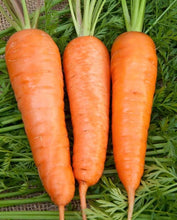 Load image into Gallery viewer, Royal Chantenay Carrot
