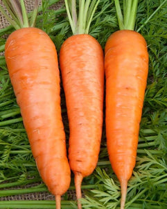 Royal Chantenay Carrot