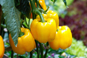 Sweet Canary Bell Pepper
