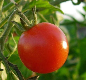 Celebrity Hybrid Tomato
