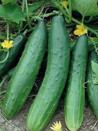 Tendergreen Burpless Cucumber