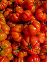 Costoluto Genovese Tomato