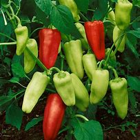 Sweet Pepperoncini Italian