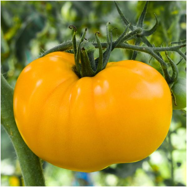 Brandywine Yellow Tomato