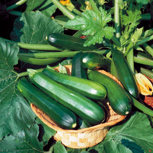 Black Beauty Summer Heirloom Squash