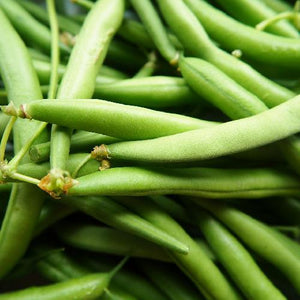 Contender Bean