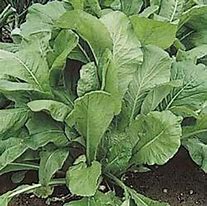 Mustard Spinach