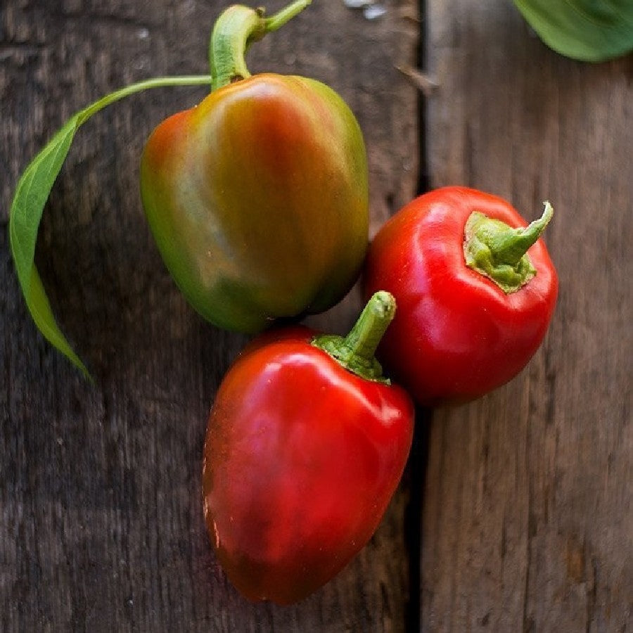 Pimento