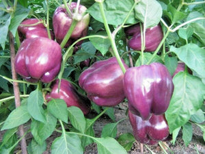 Sweet Purple Beauty Bell Pepper