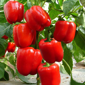 Sweet Yolo Wonder Bell Pepper
